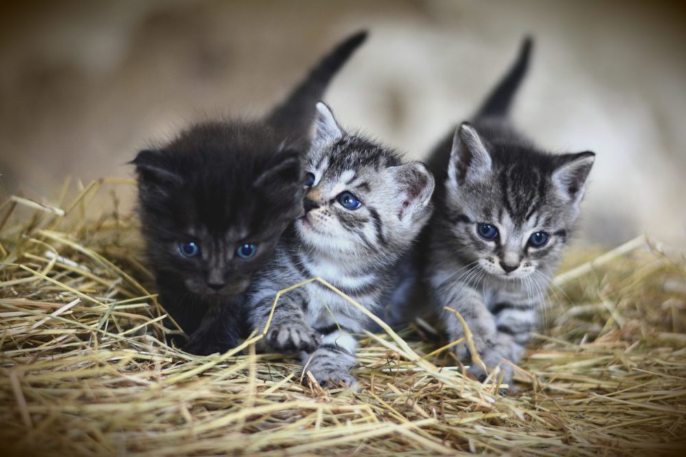 3 kittens